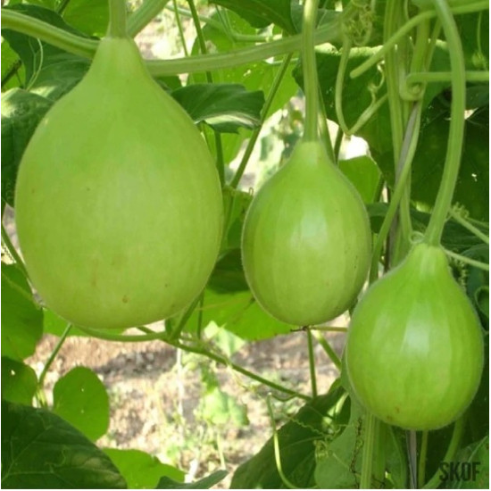 Bottle Gourd Round Hybrid (30 Seeds)