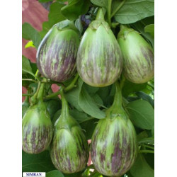 Brinjal Ragini Hybrid (50 Seeds)