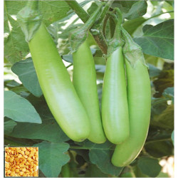 Brinjal Green Long Hybrid (50 Seeds)