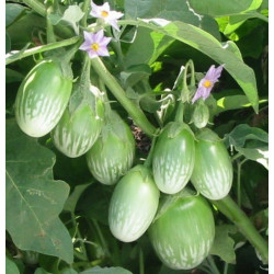 Brinjal Green Top Hybrid (50 Seeds)