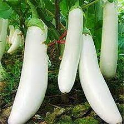 Brinjal White Long Hybrid (50 Seeds)