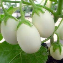 Brinjal White Pearl Hybrid (50 Seeds)