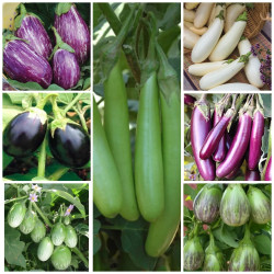 Brinjal Hybrid Seeds Kit Pack of 7