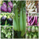 Brinjal Hybrid Seeds Kit Pack of 7