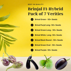 Brinjal Hybrid Seeds Kit Pack of 7