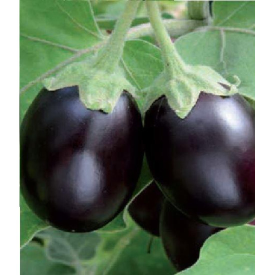 Brinjal  Round F1 Hybrid (50 Seeds)