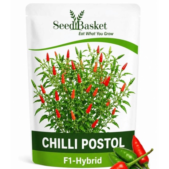 Hybrid Chilli Pistol  (50 Seeds)