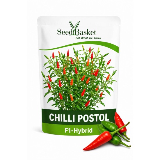 Hybrid Chilli Pistol  (50 Seeds)