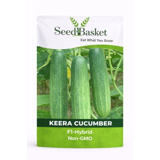 Hybrid Keera Cucumber (50 Seeds)