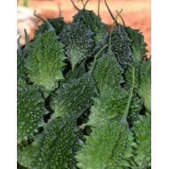 Small Bitter Gourd Hybrid