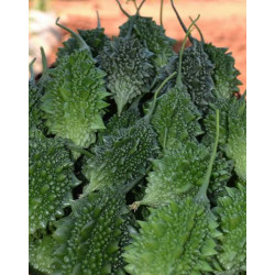 Small Bitter Gourd Hybrid