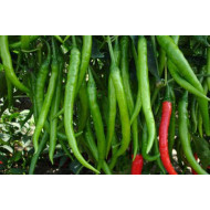 Chili F1 Hybrid (20+ Seeds)