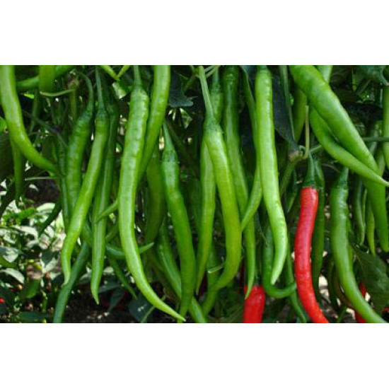 Chili F1 Hybrid (20+ Seeds)