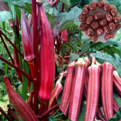 Red Okra Hybrid (30 Seeds)