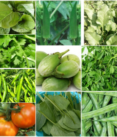 Vegetable Seeds