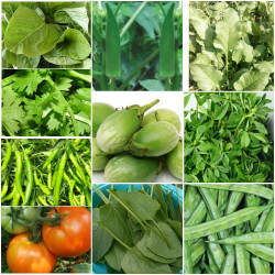 Best Selling Seeds Kit pack of 10