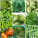 Vegetable Seeds