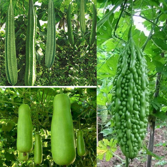 Climber Vegetable Seeds Pack of 3