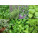 Herbal Seeds