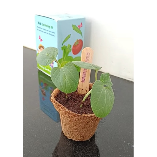 Kids Garden Kit (Solo Planter) - Pack of 8