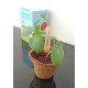 Kids Garden Kit (Solo Planter) - Pack of 8