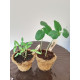 Kids Gardeners Kit (Twin Planter) for Kids