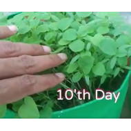 Microgreen Amaranthus Seeds (100 Grms)