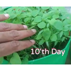 Microgreen Amaranthus Seeds (100 Grms)