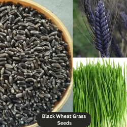 Microgreen Black Wheat Grass Seeds (100 Grams)
