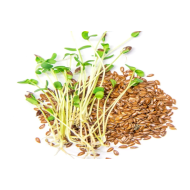 Microgreen Flax Seeds (100 Grms)
