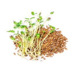 Microgreen Flax Seeds (100 Grms)