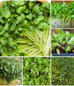 Microgreens