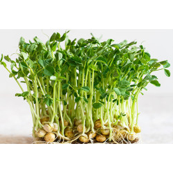 Microgreen Green Peas Seeds (100 Grms)