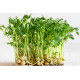 Microgreen Green Peas Seeds (100 Grms)