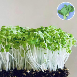 Microgreen Pak Choi Seeds (20 Grms)