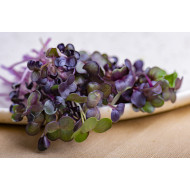 Microgreen Radish Purple Sango Seeds (100 Grms)