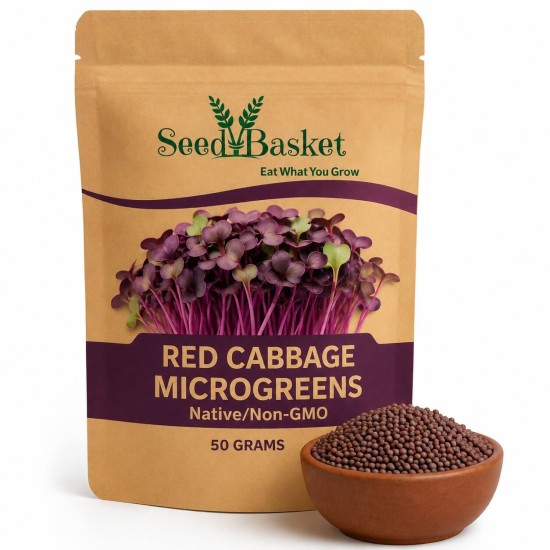Microgreens Red Cabbage Seeds (50 Grams) | Native/Non-GMO