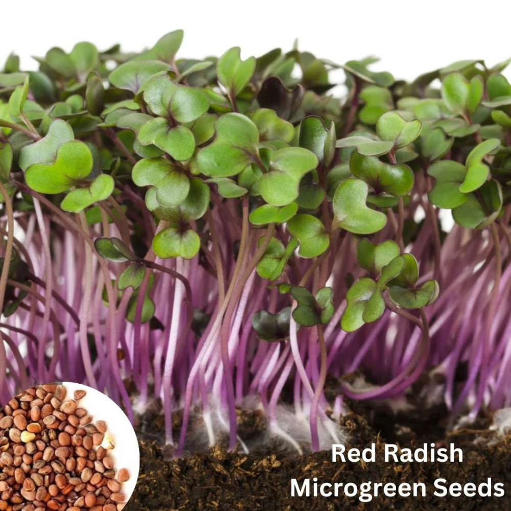 Red Shell Seeds Buy Red Radish Seeds for Microgreens Online