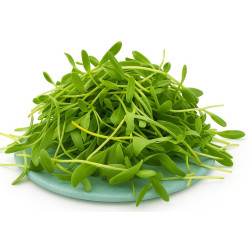 Microgreen Swiss Chard Seeds (50 Grms)