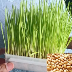 Microgreen Wheat Grass Seeds (100 Grams)