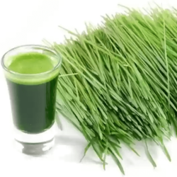 Microgreen Black Wheat Grass Seeds (100 Grams)