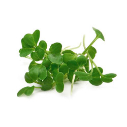 Microgreen Broccoli Seeds (20 Grms)