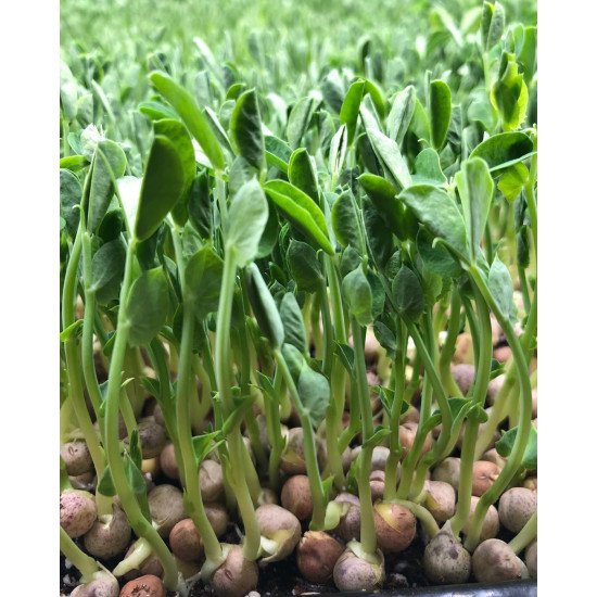 Microgreen Green Peas Seeds (100 Grms)