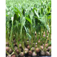 Microgreen Green Peas Seeds (100 Grms)