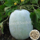 Ash Gourd (50 Seeds)