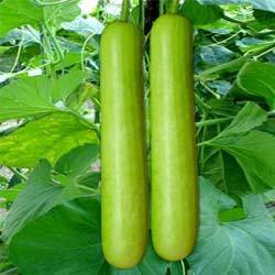 Bottle Gourd Non-Hybrid (23 Seeds)