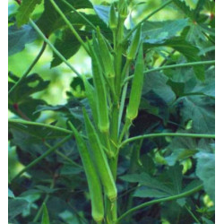 Bhendi/Okra Non-Hybrid (80 Seeds)