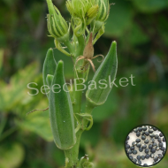 Bhendi/Okra Non-Hybrid (80 Seeds)