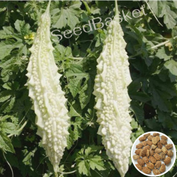 White Bitter Gourd (20 Seeds)