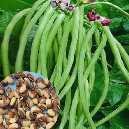 Cowpea (30 Seeds)